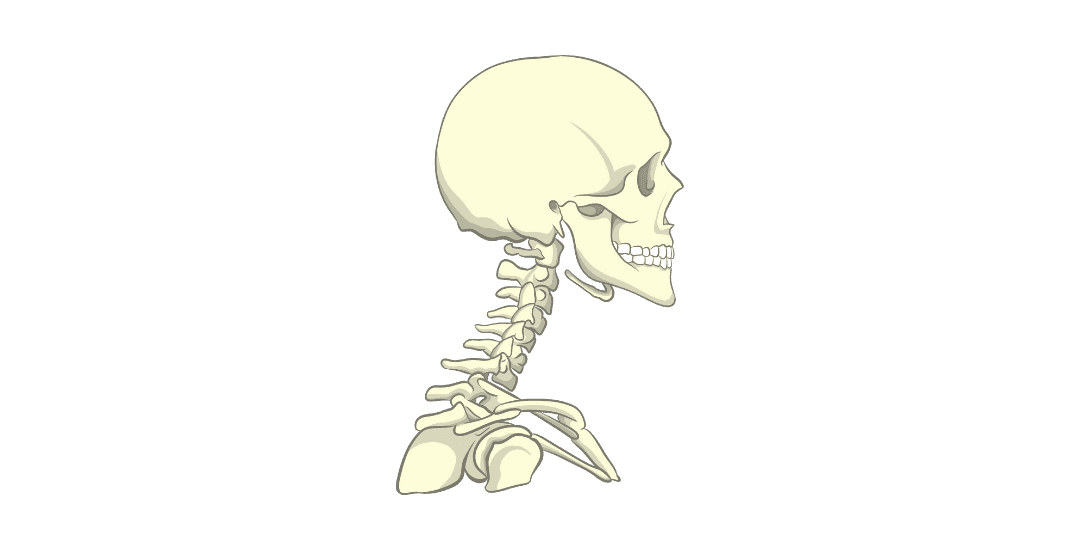Шийний відділ